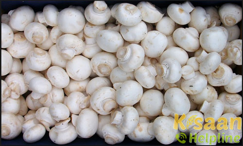 Mushroom (मशरुम)